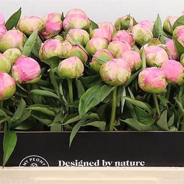 ROSA *GARDEN PINK GIANT* 55CM