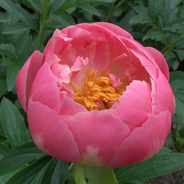PEONIA *PINK HAWAI* 50CM