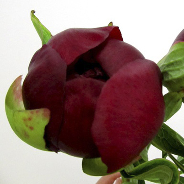 PEONIA *RED CHARM* 55CM