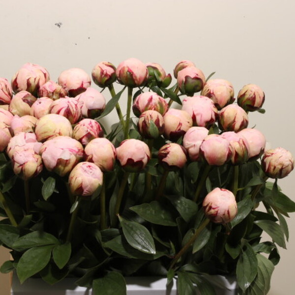 PEONIA *REINE HORTENSE* 50CM
