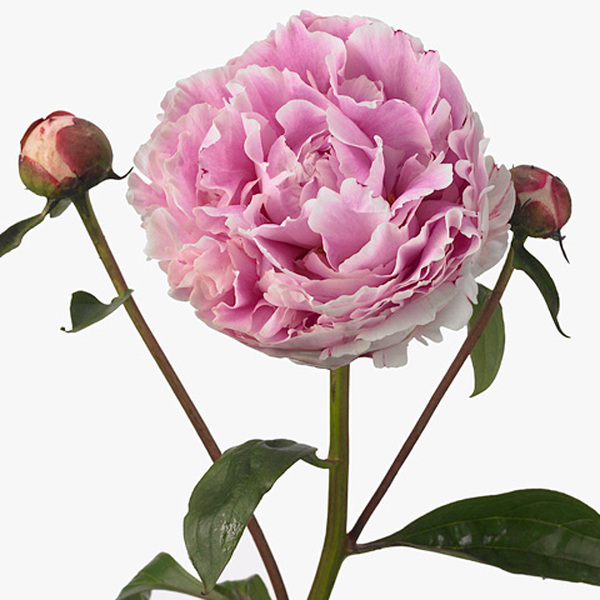 PEONIA *SARAH BERNHARD* 60CM