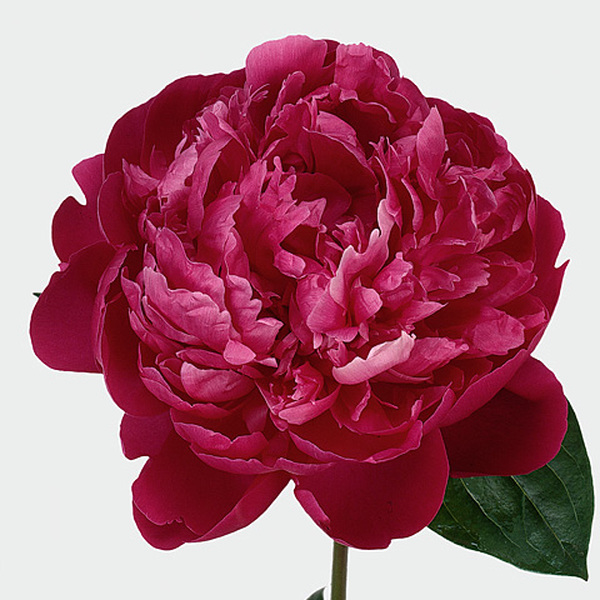 PEONIA *SARAH BERNHARD RED* 60CM