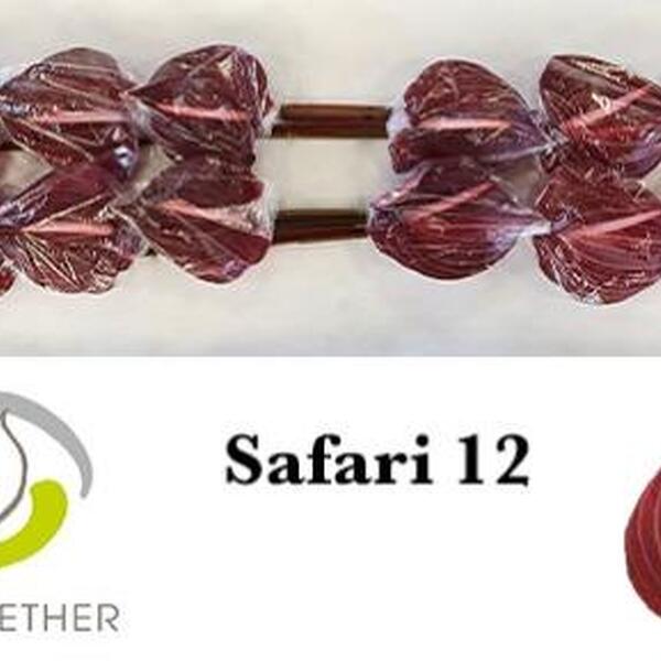 ANTHURIUM SAFARI IMP. X12
