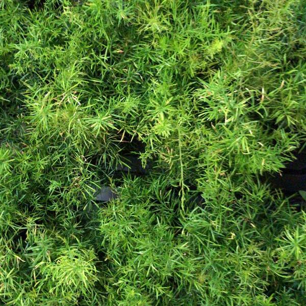 PLANTA ESPARRAGUERA ESPRANGERI T13CM 