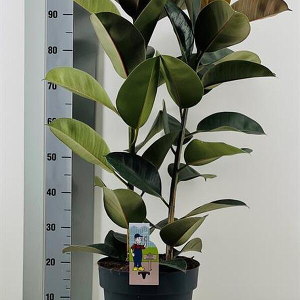 PLANTA FICUS ROBUSTA T27CM 110CM