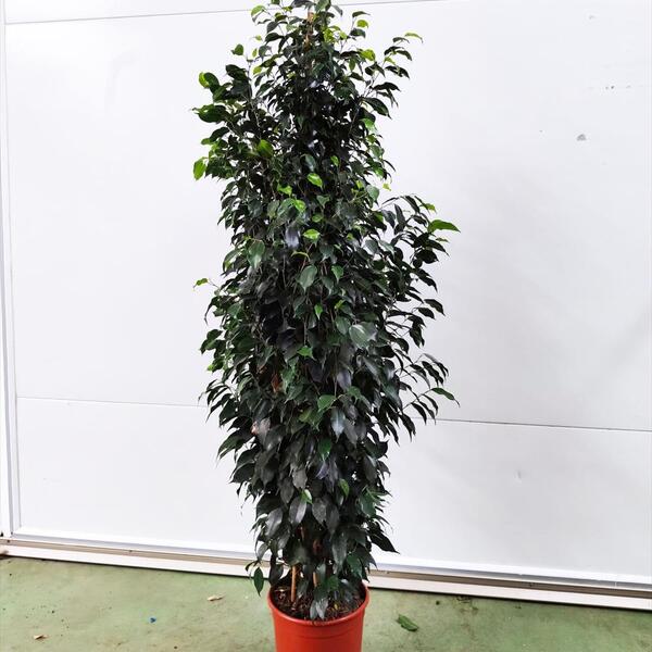 PL. FICUS BENJAMINA T22CM 150CM