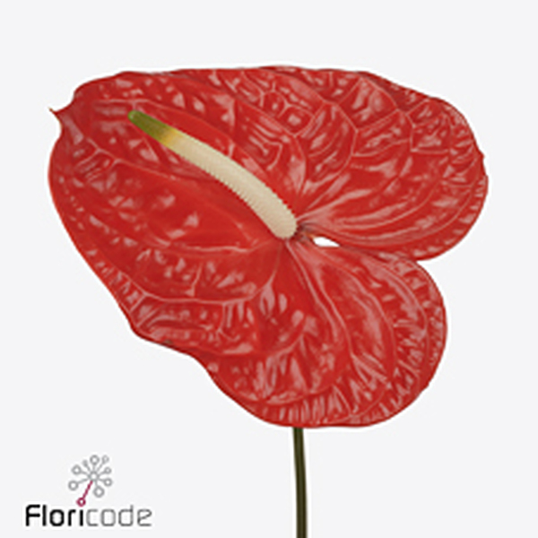 ANTHURIUM ROJO *SUN EYE* IMP.X12