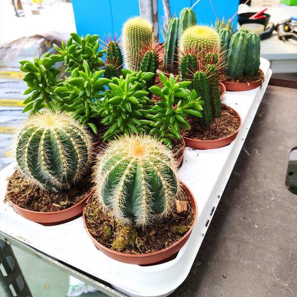 PLANTA GRASSA MIX T. 10CM