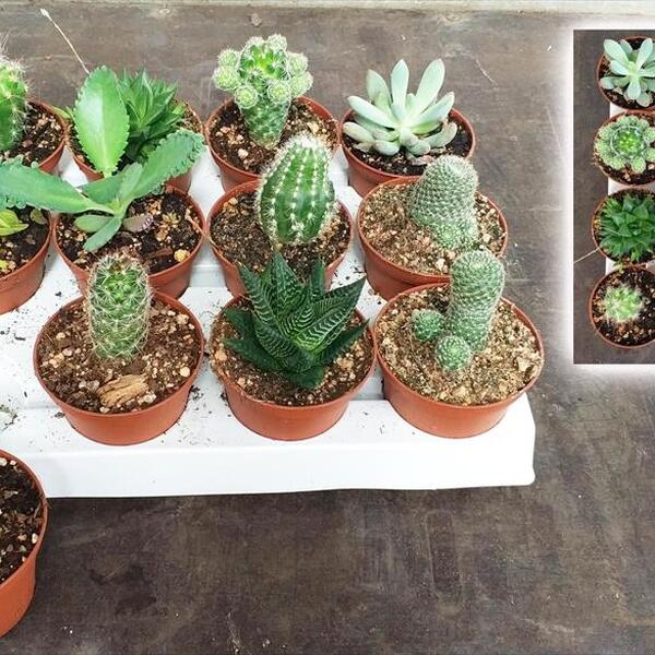 PLANTA GRASSA MIX T. 7,5CM