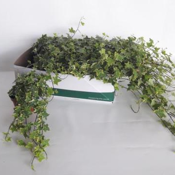 PLANTA HEURA MATITZADA Ø13CM