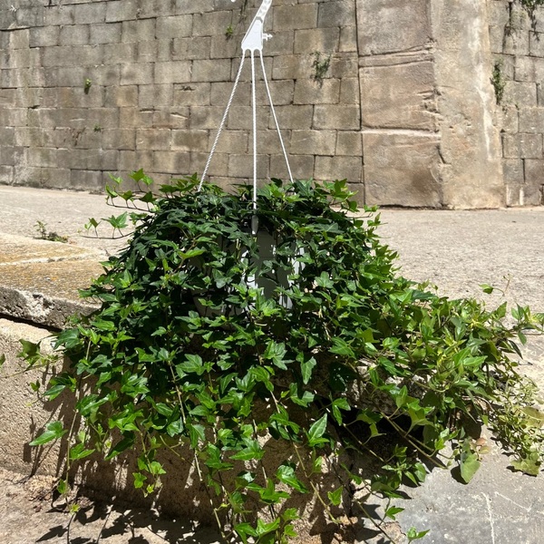 PLANTA HEURA VERD Ø22CM