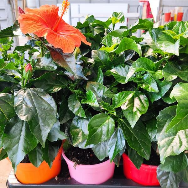 PLANTA HIBISCUS T17CM