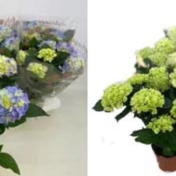 PLANTA HORTENCIA MIX Ø14CM