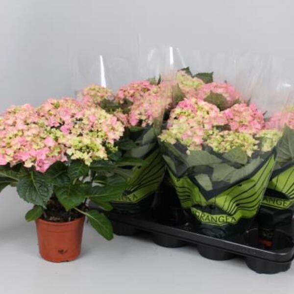 PLANTA HORTENCIA Ø14CM ROSA