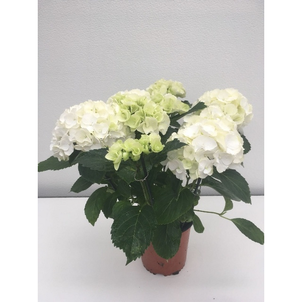 PLANTA HORTENCIA BLANC Ø15CM