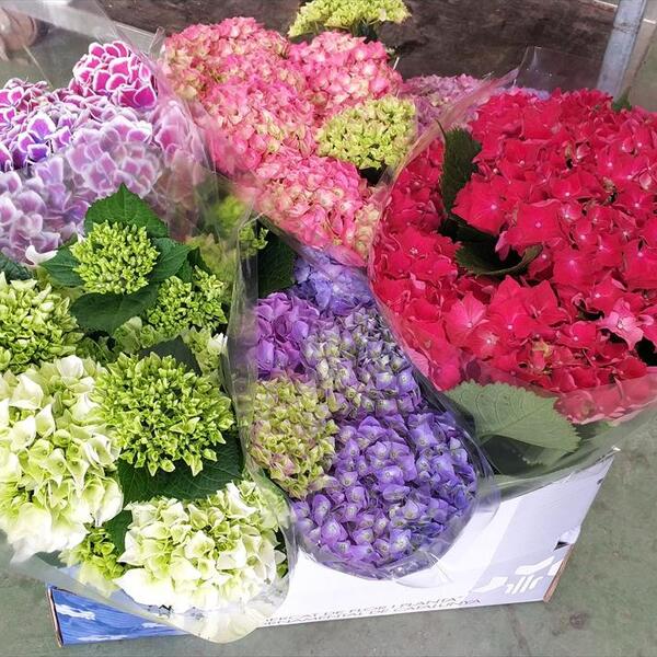 PLANTA HORTENCIA Ø19CM 3L.