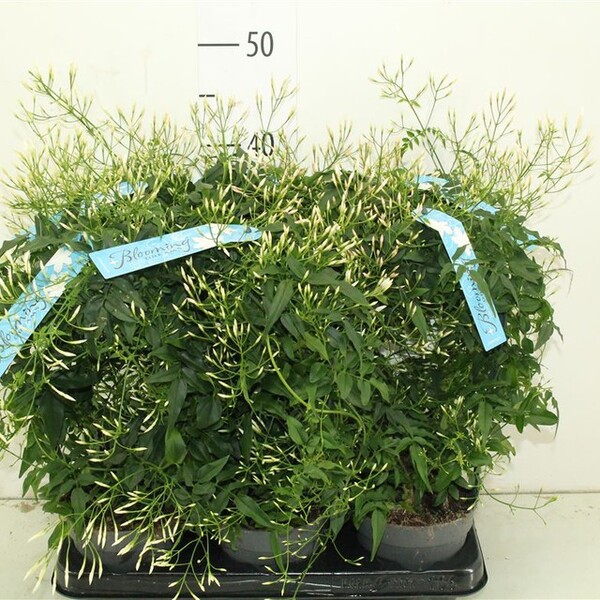 PLANTA JAZMIN 