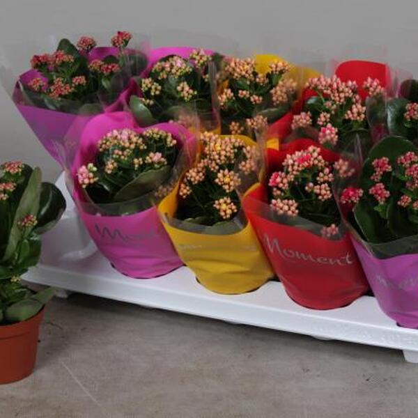 PLANTA KALANCHOE KALANDIVA T12CM