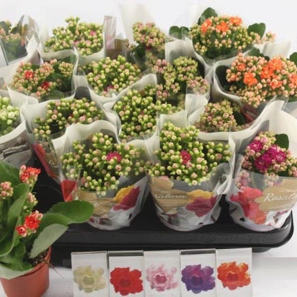 PLANTA MINI KALANCHOE KALANDIVA Ø7CM