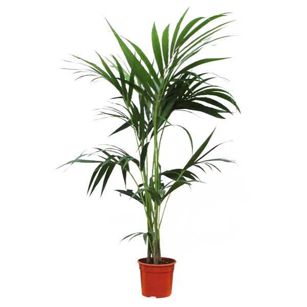 PLANTA KENTIA Ø 21CM  175CM/190CM 