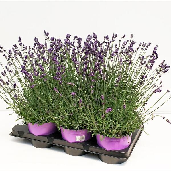 PLANTA LAVANDA Ø17CM 