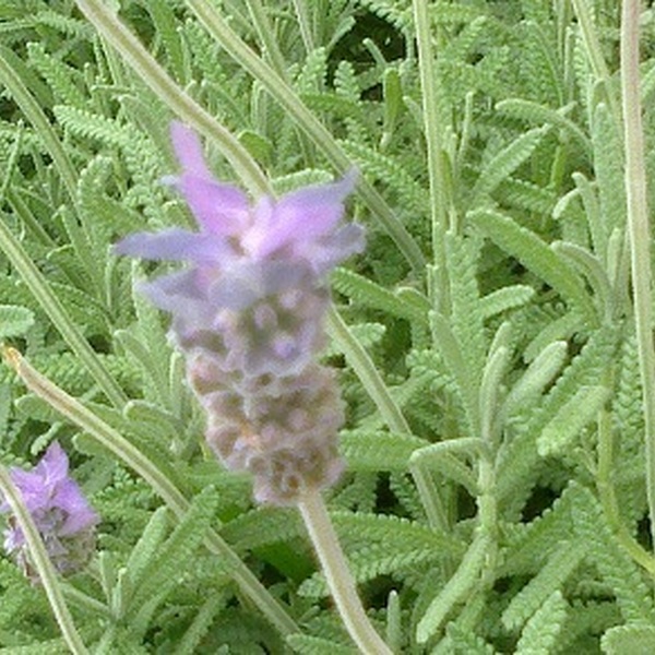 PLANTA LAVANDA DENTATA Ø17CM