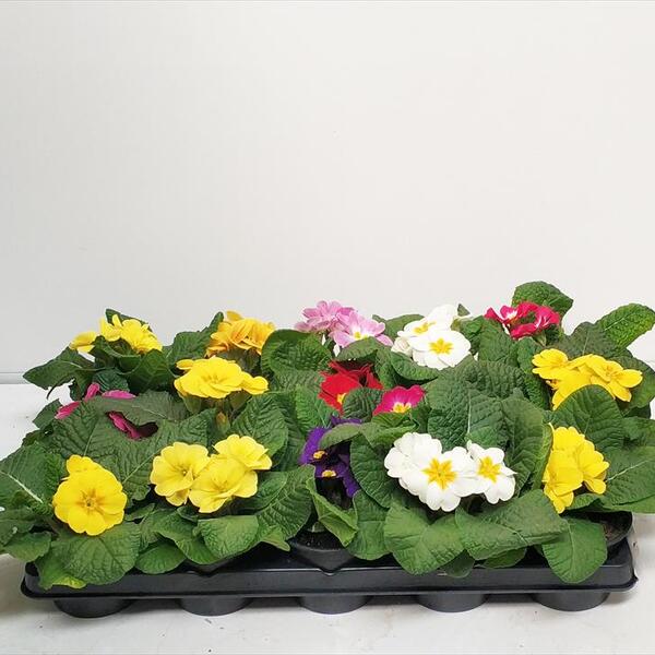 PLANTA MATRIMONI X15