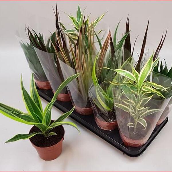 PLANTA ASSORTIT MIX X12