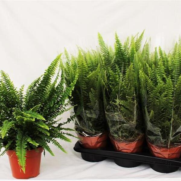 PLANTA NEPHROLEPIS Ø 17CM