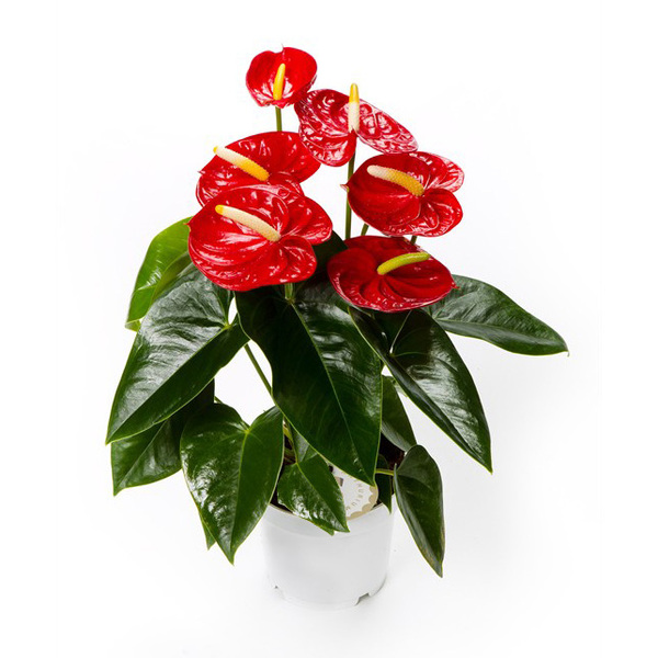 PLANTA ANTHURIUM Ø14CM *ROYAL CHAMPION*