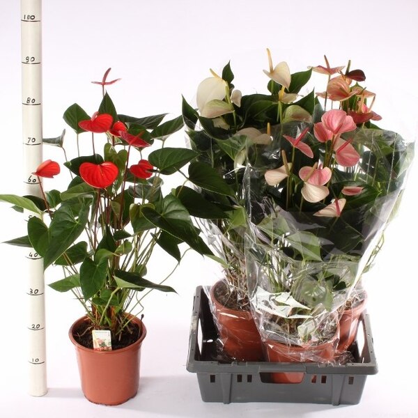 PLANTA ANTHURIUM MIX T21CM 