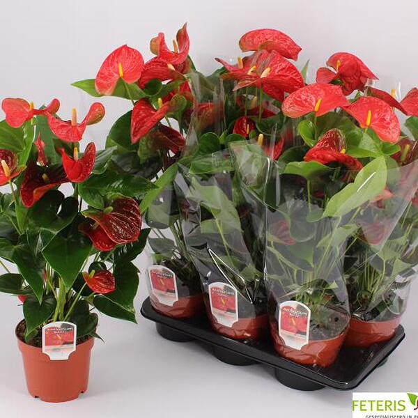 PLANTA ANTHURIUM T17CM *BELIZA*