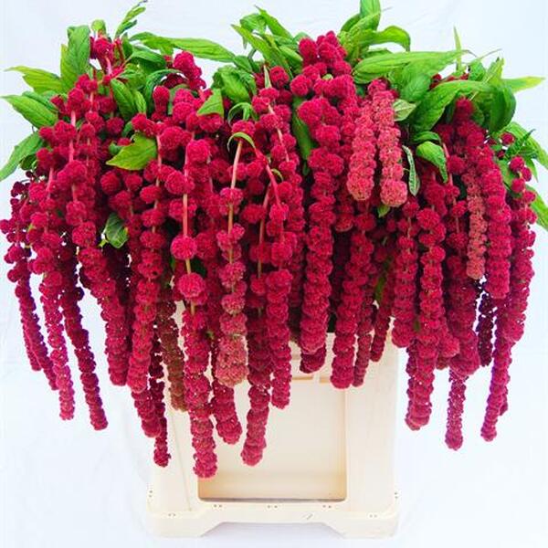AMARANTHUS PENJAR ROSARY 80CM VERMELL