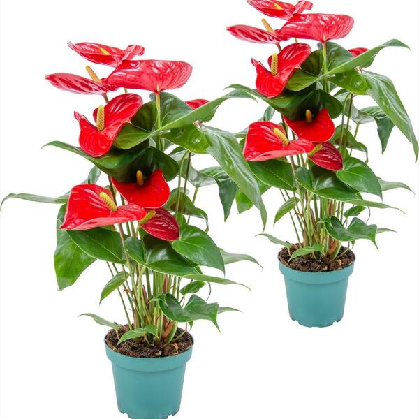 PLANTA ANTHURIUM ARISTO T14CM VERMELL