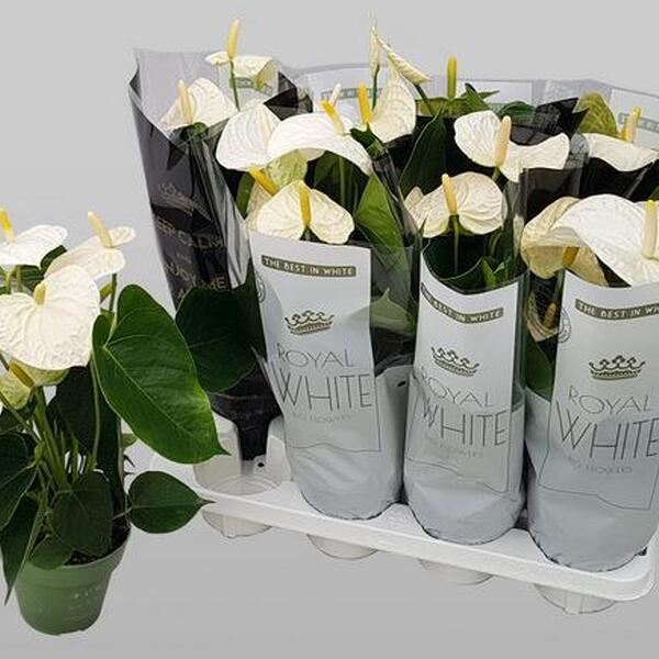 PLANTA ANTHURIUM T14CM BLANC