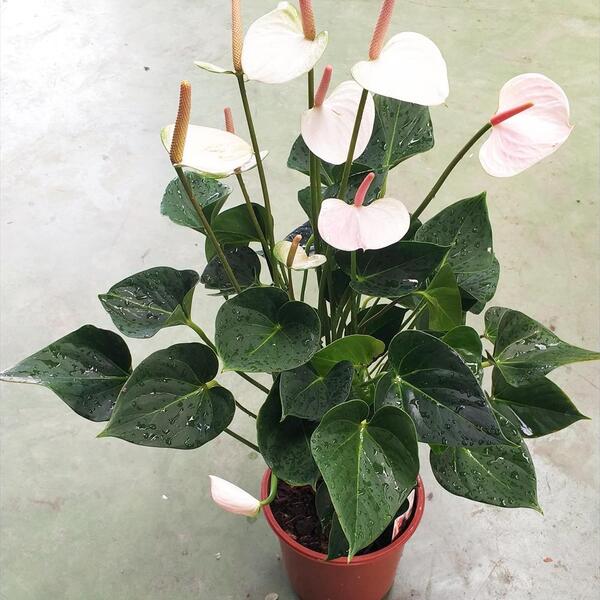 PLANTA ANTHURIUM T21CM BLANC ROSAT