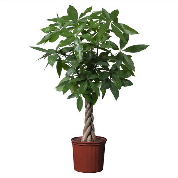 PLANTA PACHIRA T19CM 90CM