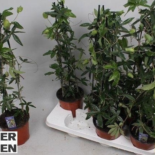 PLANTA PASSIFLORA CAERULEA Ø15CM