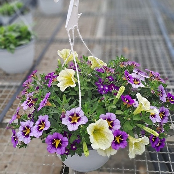 PLANTA PETUNIA T22CM PENJADOR