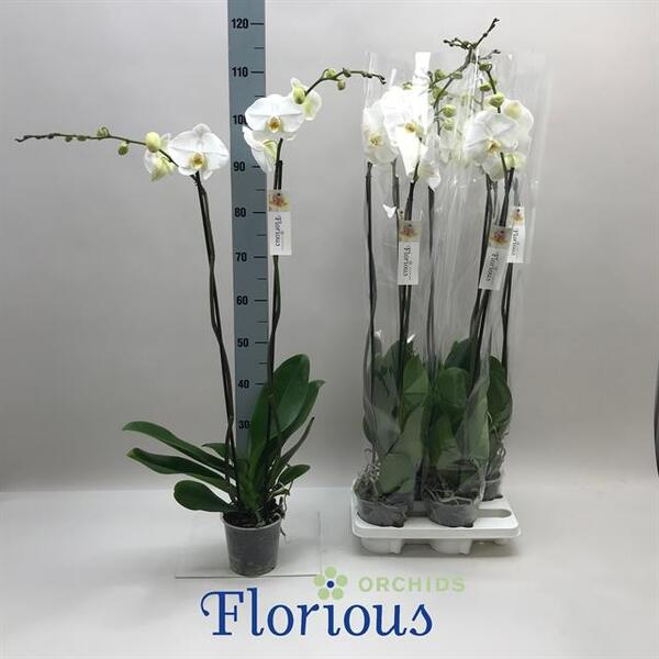 PL. PHALANOPSIS Ø15CM XXL BLANC
