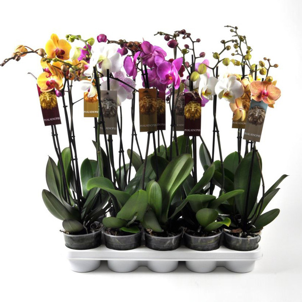 PL. PHALANOPSIS 65CM 3 TALLS