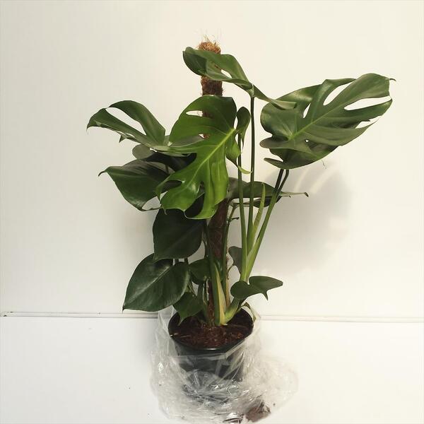 PLANTA PHILODENDRO MONSTERA DELICIOSA Ø17CM TUTOR