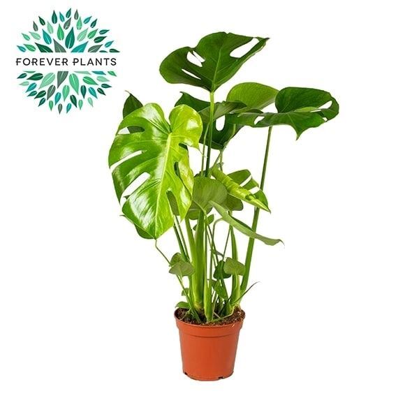 PLANTA PHILODENDRO MONSTERA DELICIOSA T17CM 