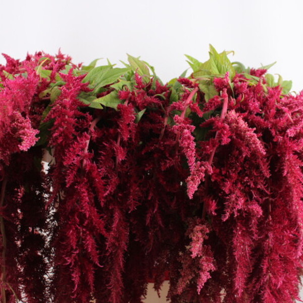 AMARANTHUS CA SPIDER RED