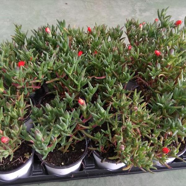 PLANTA PORTULACA 