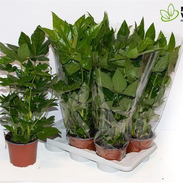 PL. ARALIA T17CM 65CM