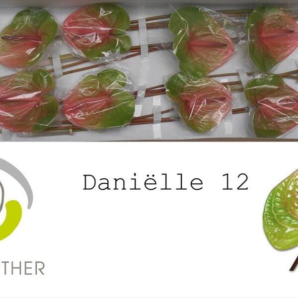 ANTHURIUM AVO-DANIELLE X 12
