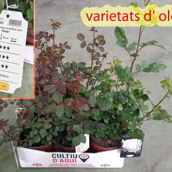 PLANTA ROSER MIX X6 NACIONAL