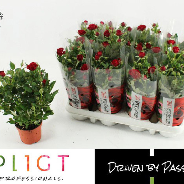 PLANTA ROSER X12 VERMELL