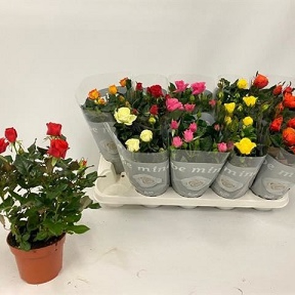 PLANTA ROSER MIX X10